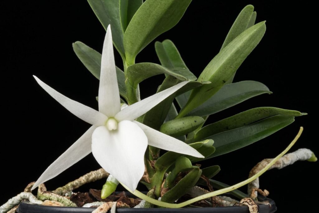 Angraecum: flores brancas perfumadas. Aprenda luz, rega, substrato, adubação e replantio, e conheça espécies como sesquipedale, eburneum e leonis.