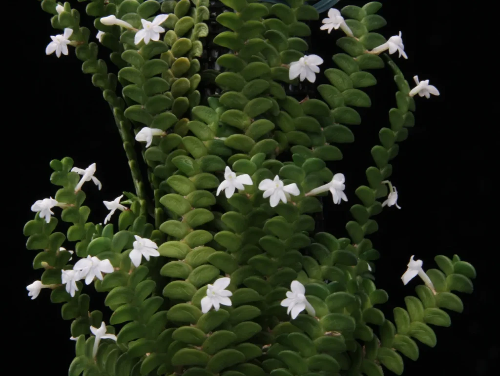 Angraecum: flores brancas perfumadas. Aprenda luz, rega, substrato, adubação e replantio, e conheça espécies como sesquipedale, eburneum e leonis.