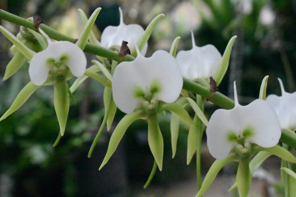 Angraecum: flores brancas perfumadas. Aprenda luz, rega, substrato, adubação e replantio, e conheça espécies como sesquipedale, eburneum e leonis.