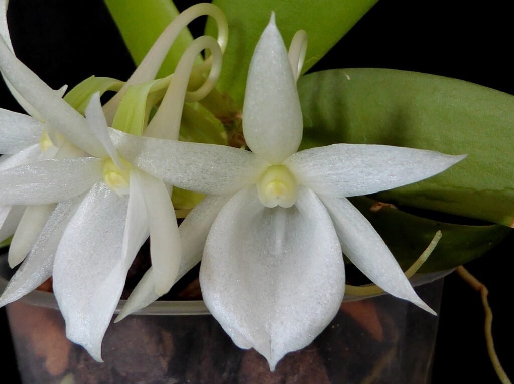 Angraecum: flores brancas perfumadas. Aprenda luz, rega, substrato, adubação e replantio, e conheça espécies como sesquipedale, eburneum e leonis.