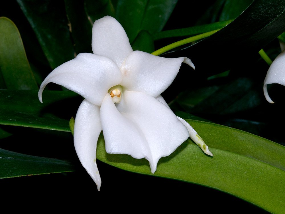 Angraecum: flores brancas perfumadas. Aprenda luz, rega, substrato, adubação e replantio, e conheça espécies como sesquipedale, eburneum e leonis.