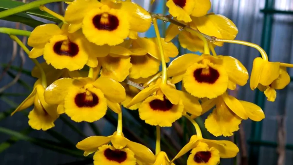 Cacho pendente de Dendrobium callista em floração