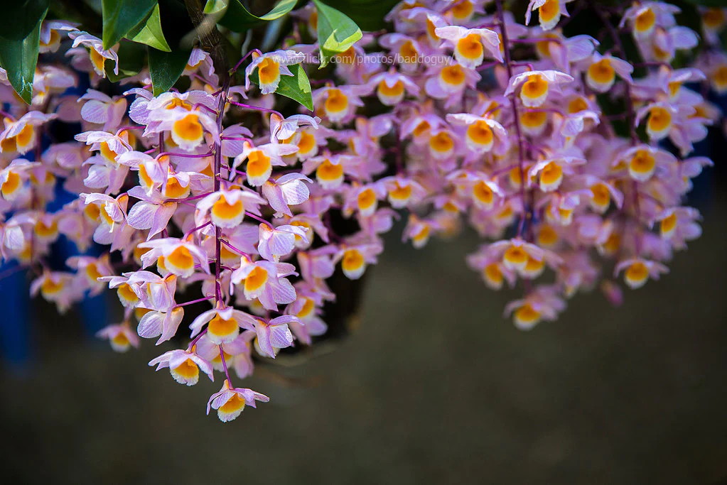 Cacho pendente de Dendrobium callista em floração