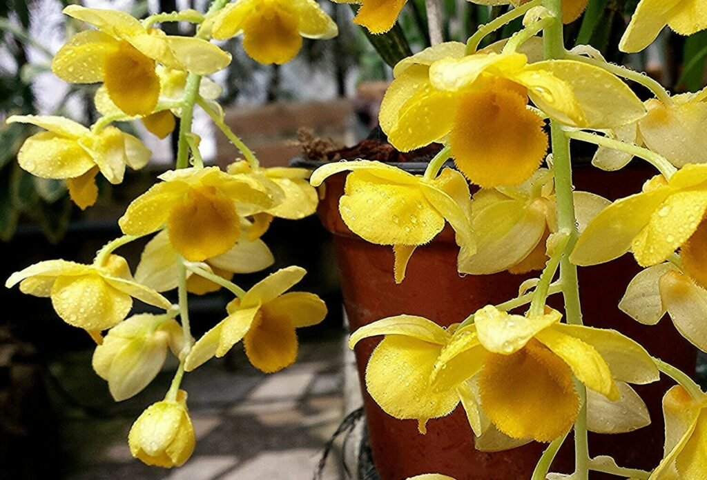Cacho pendente de Dendrobium callista em floração