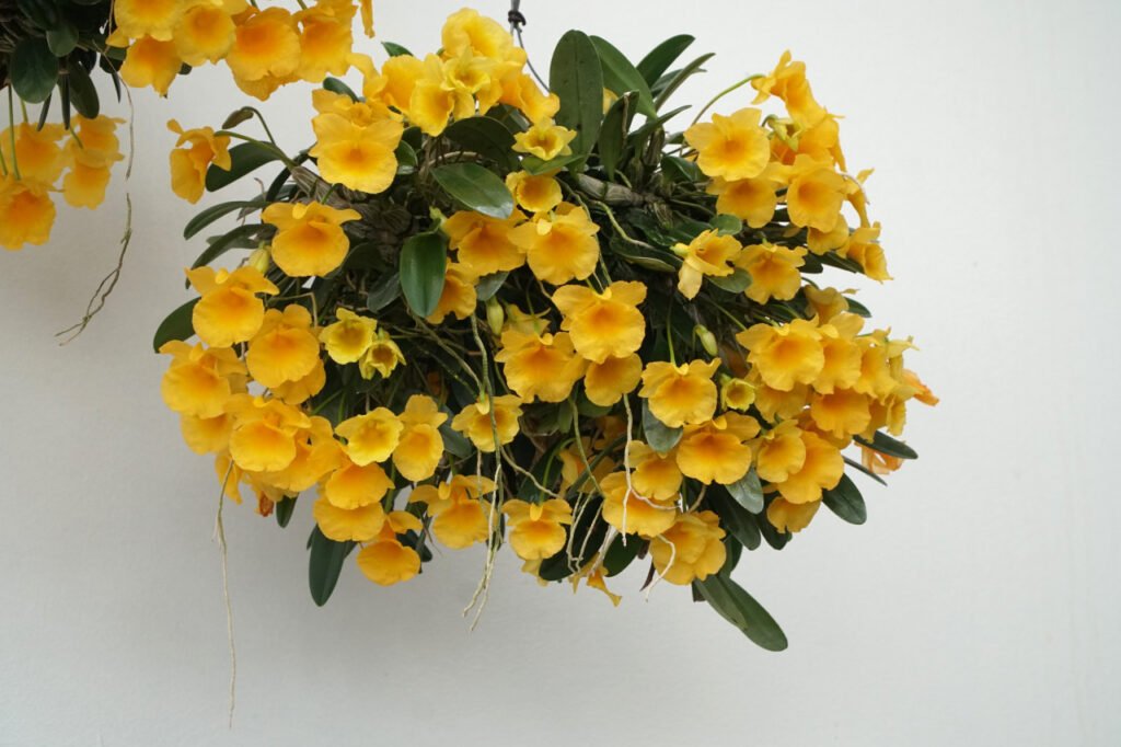 Cacho pendente de Dendrobium callista em floração