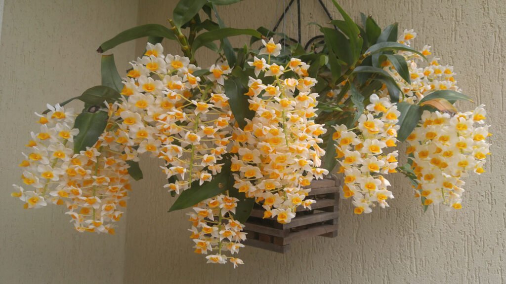 Cacho pendente de Dendrobium callista em floração