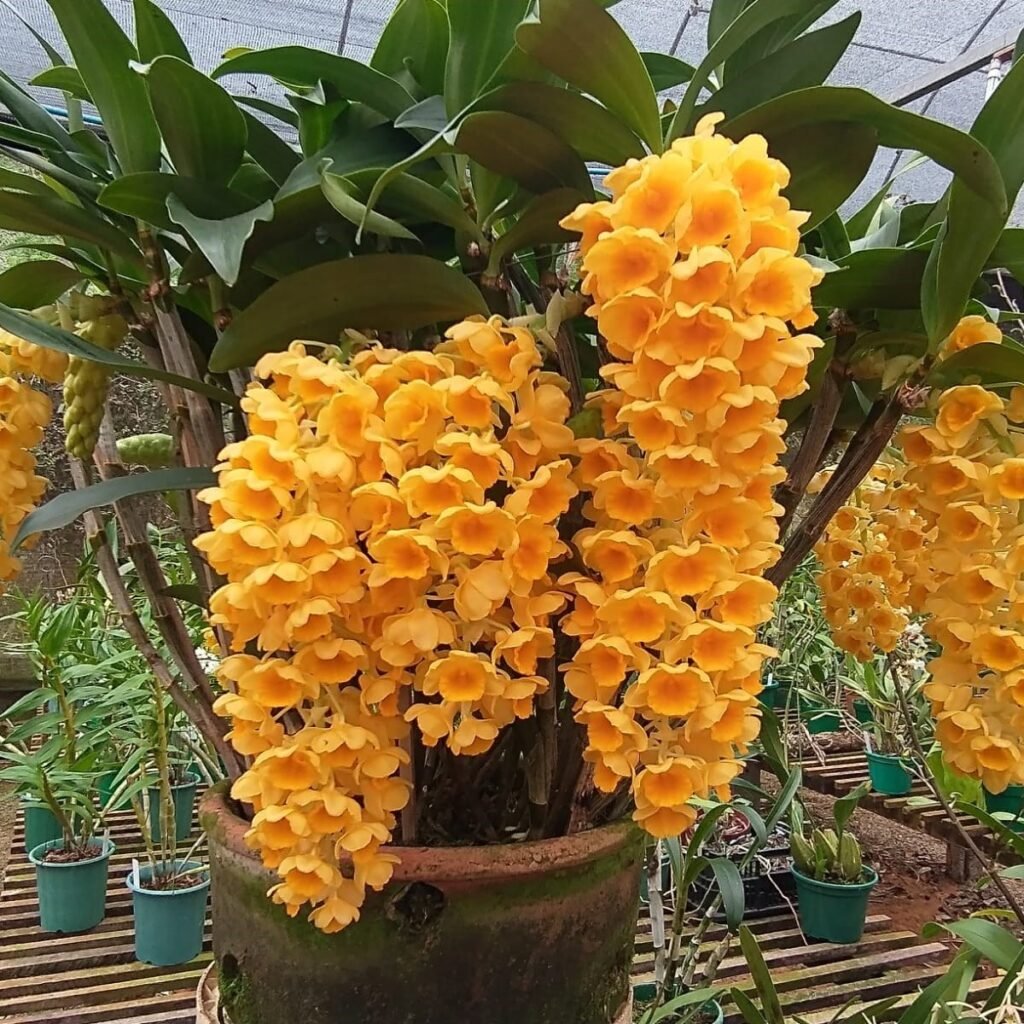 Cacho pendente de Dendrobium callista em floração