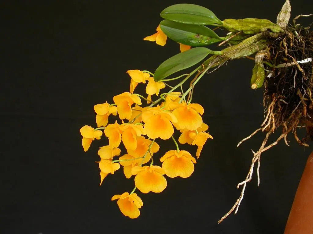 Cacho pendente de Dendrobium callista em floração