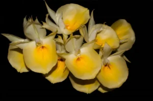 Catasetum-pileatum-como cultivar orquideas