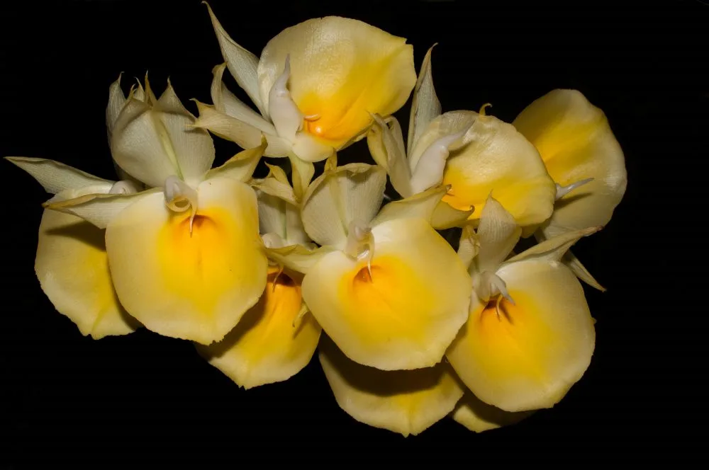 Catasetum-pileatum-como cultivar orquideas
