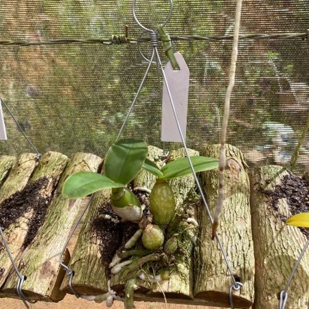 Cattleya nobilior: variedades, diferenças e guia de cultivo