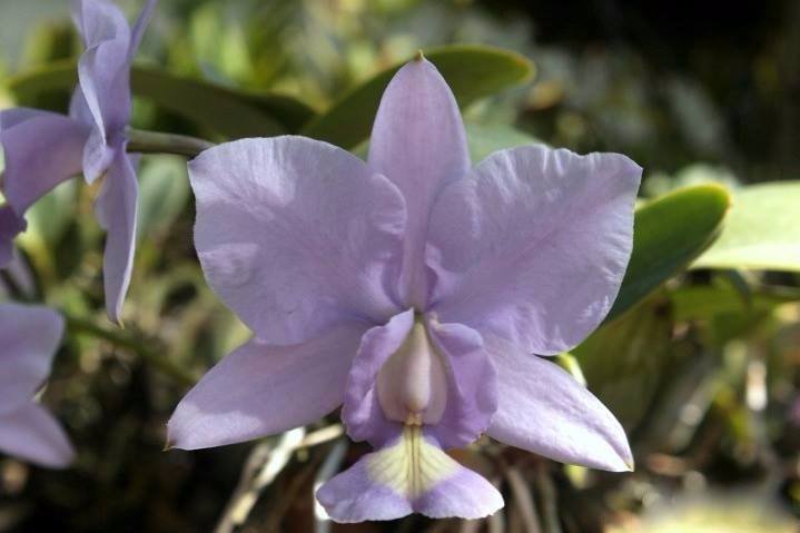 Cattleya nobilior: variedades, diferenças e guia de cultivo