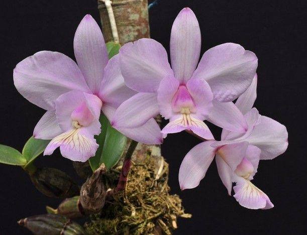 Cattleya nobilior: variedades, diferenças e guia de cultivo