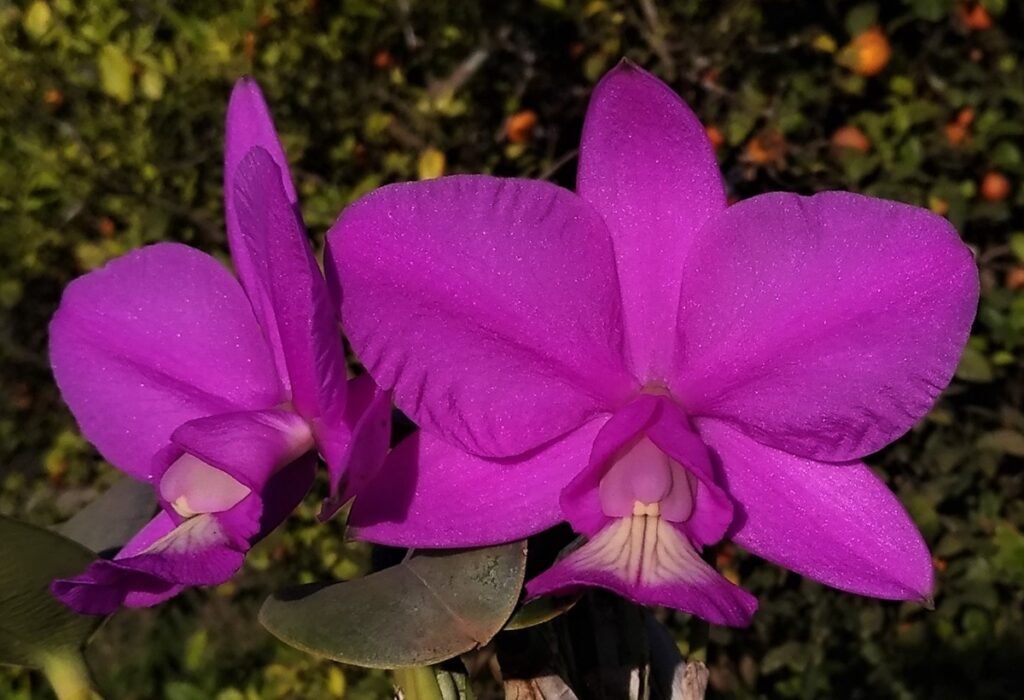 Cattleya nobilior: variedades, diferenças e guia de cultivo