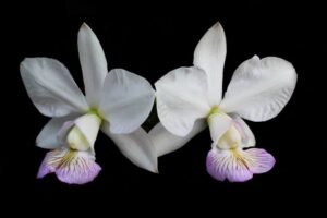 Cattleya nobilior: variedades, diferenças e guia de cultivo