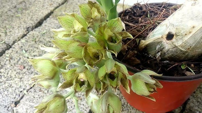 Clowesia: luz forte filtrada, rega por fases, substrato drenante e adubação leve. Aprenda o timing de replantio e tenha cachos perfumados.