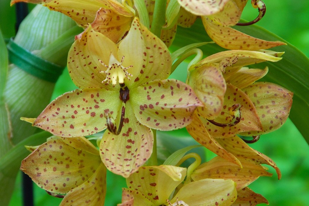 Cycnoches: entenda o ciclo decíduo e aprenda luz, rega por fases, substrato, adubação e replantio para floração potente.