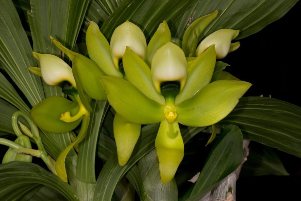 Cycnoches: entenda o ciclo decíduo e aprenda luz, rega por fases, substrato, adubação e replantio para floração potente.