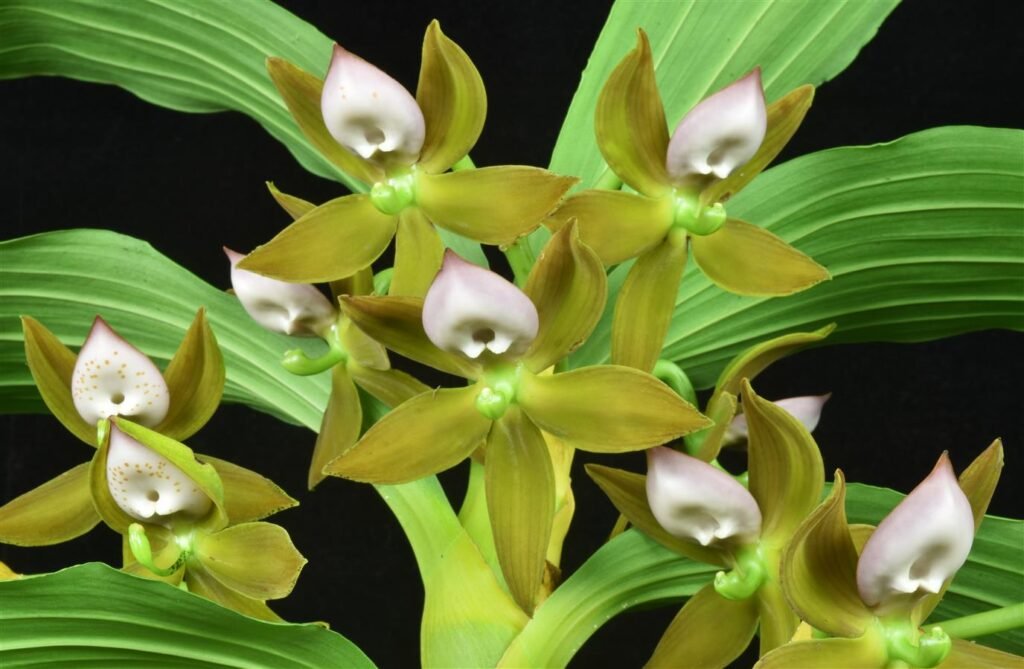 Cycnoches: entenda o ciclo decíduo e aprenda luz, rega por fases, substrato, adubação e replantio para floração potente.