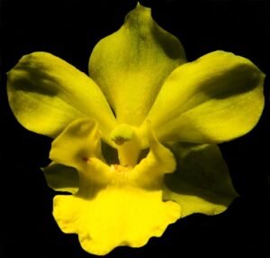 Cyrtopodium: orquídea terrestre/rupícola de floração gigante. Aprenda luz, rega, substrato, adubação e repouso para florir com abundância.