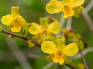 Cyrtopodium: orquídea terrestre/rupícola de floração gigante. Aprenda luz, rega, substrato, adubação e repouso para florir com abundância.