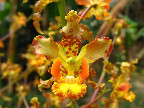 Cyrtopodium: orquídea terrestre/rupícola de floração gigante. Aprenda luz, rega, substrato, adubação e repouso para florir com abundância.