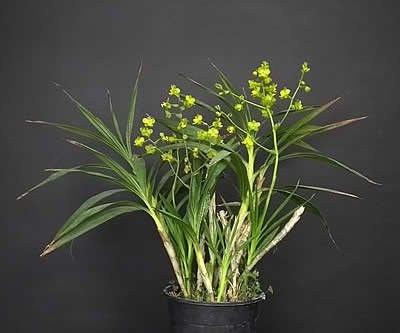 Cyrtopodium: orquídea terrestre/rupícola de floração gigante. Aprenda luz, rega, substrato, adubação e repouso para florir com abundância.