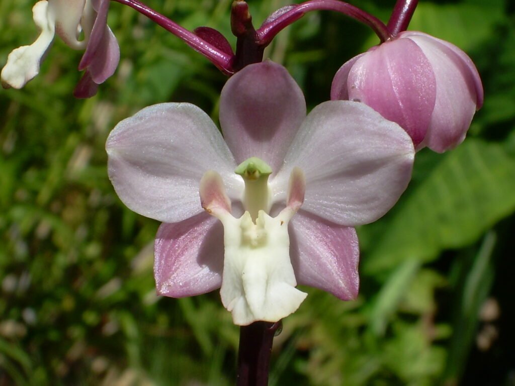 Cyrtopodium: orquídea terrestre/rupícola de floração gigante. Aprenda luz, rega, substrato, adubação e repouso para florir com abundância.