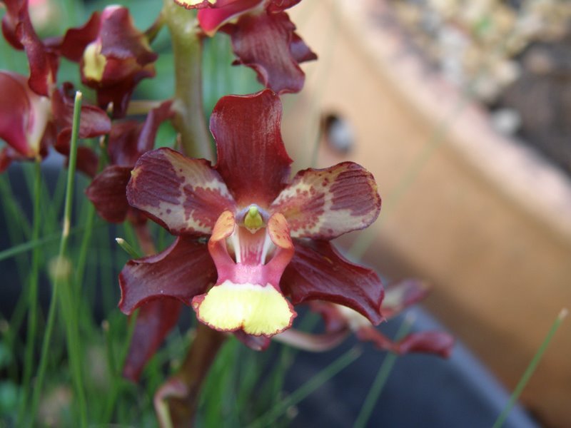 Cyrtopodium: orquídea terrestre/rupícola de floração gigante. Aprenda luz, rega, substrato, adubação e repouso para florir com abundância.