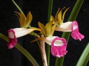 Galeandra: espécies, características e guia de cultivo completo