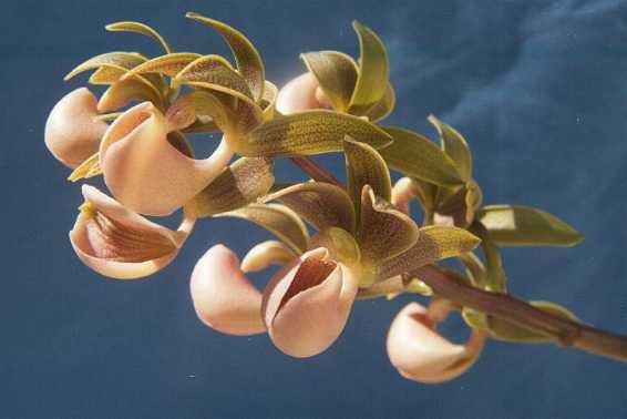 Mormodes: orquídea decídua. Aprenda luz, rega por fases, substrato, adubação e replantio para floradas expressivas e perfumadas.