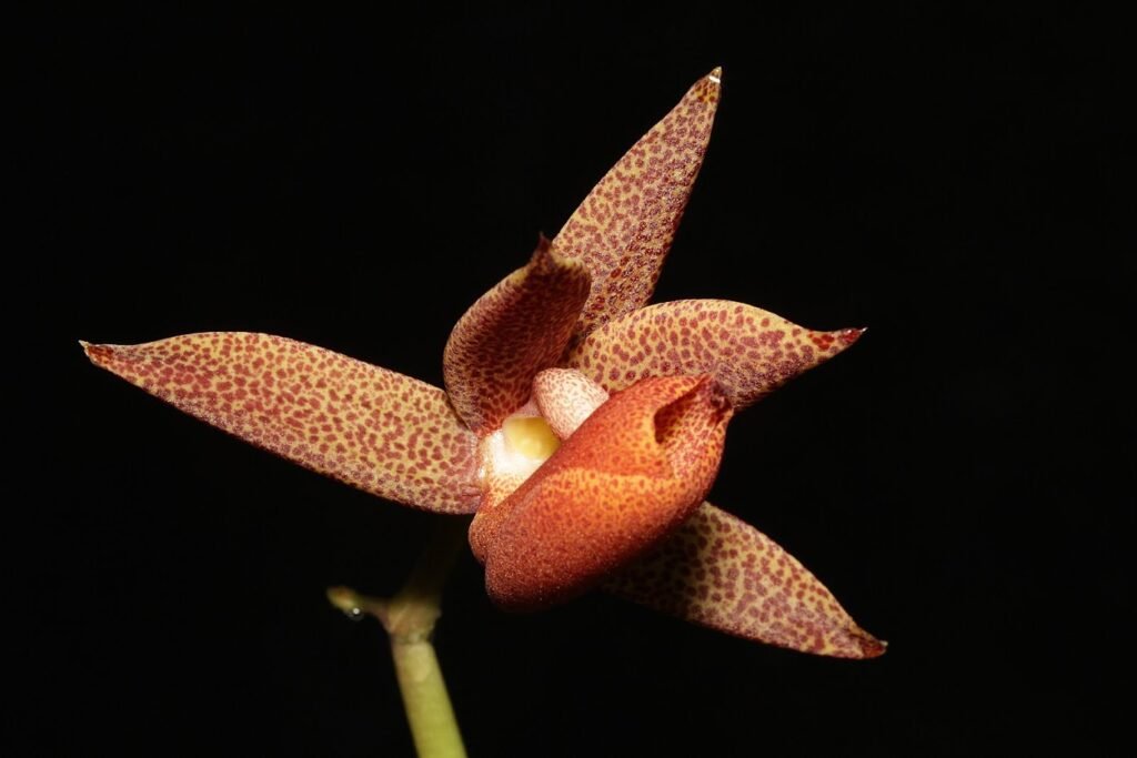 Mormodes: orquídea decídua. Aprenda luz, rega por fases, substrato, adubação e replantio para floradas expressivas e perfumadas.