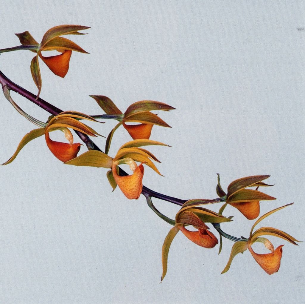 Mormodes: orquídea decídua. Aprenda luz, rega por fases, substrato, adubação e replantio para floradas expressivas e perfumadas.