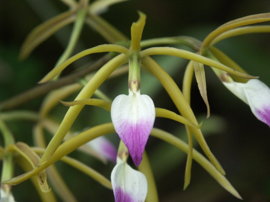 Prosthechea: conheça espécies populares, perfume, luz, rega, substrato, adubação e replantio. Guia completo para florir com constância.
