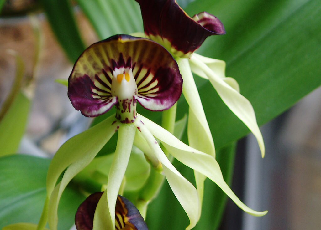 Prosthechea: conheça espécies populares, perfume, luz, rega, substrato, adubação e replantio. Guia completo para florir com constância.