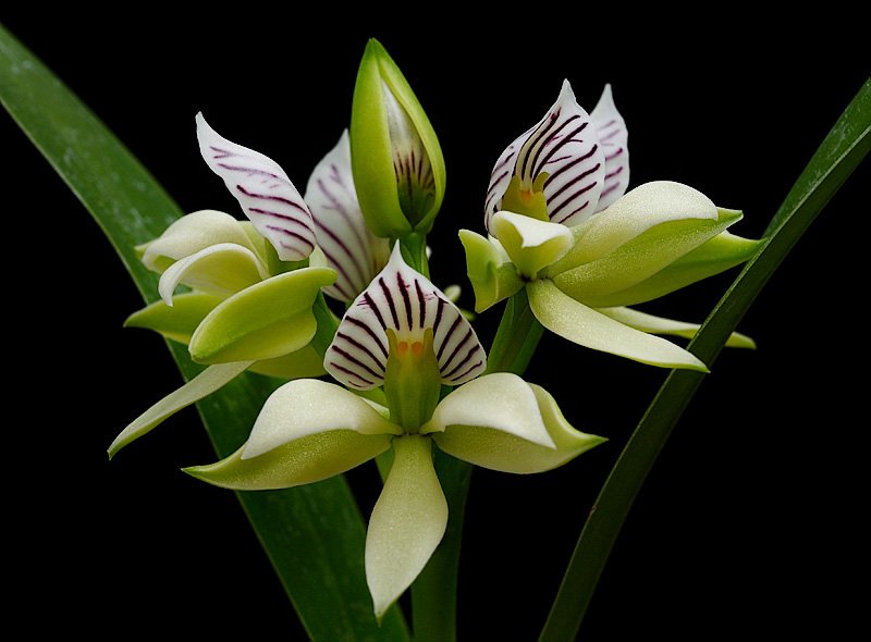 Prosthechea: conheça espécies populares, perfume, luz, rega, substrato, adubação e replantio. Guia completo para florir com constância.