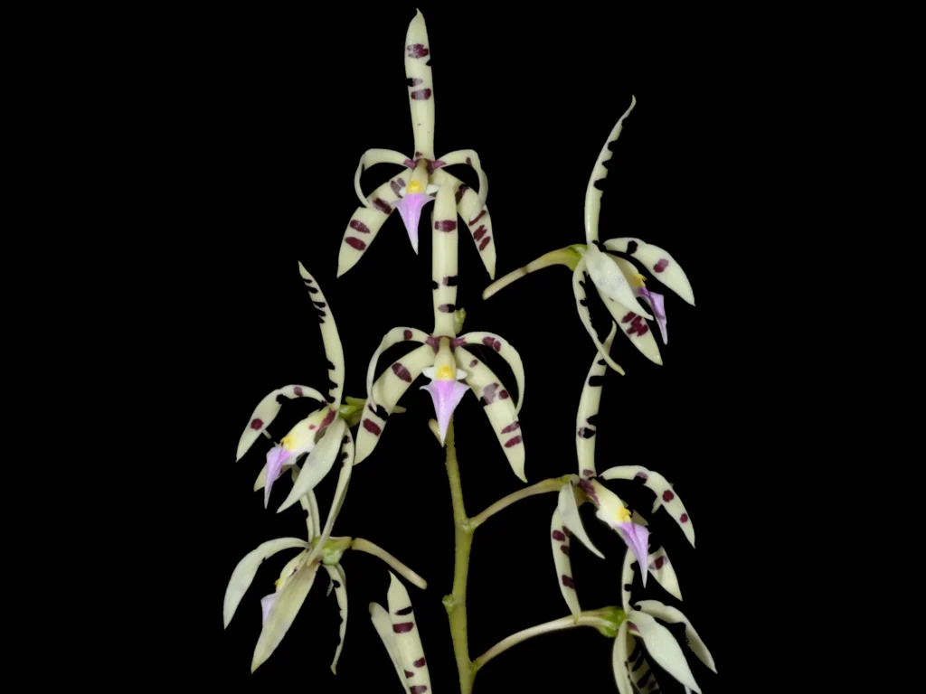 Prosthechea: conheça espécies populares, perfume, luz, rega, substrato, adubação e replantio. Guia completo para florir com constância.