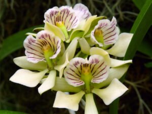 orquídeas para iniciantes Prosthechea: conheça espécies populares, perfume, luz, rega, substrato, adubação e replantio. Guia completo para florir com constância.