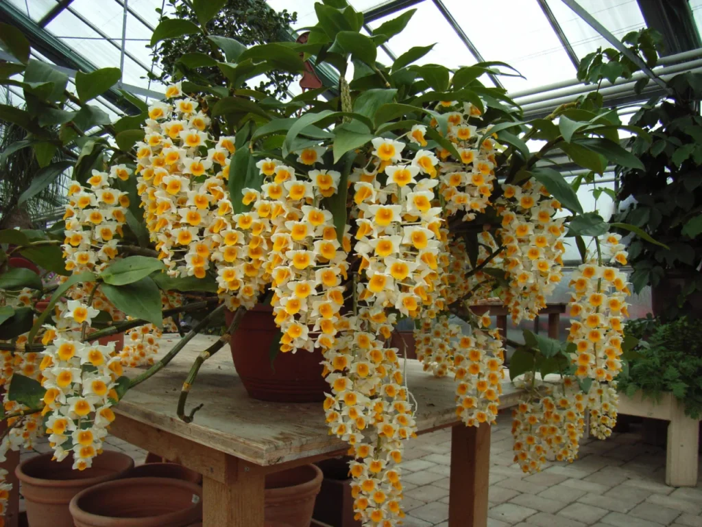 Cacho pendente de Dendrobium callista em floração