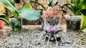 cultivo semi hidroponico de orquideas