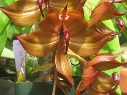 Cycnoches: entenda o ciclo decíduo e aprenda luz, rega por fases, substrato, adubação e replantio para floração potente.