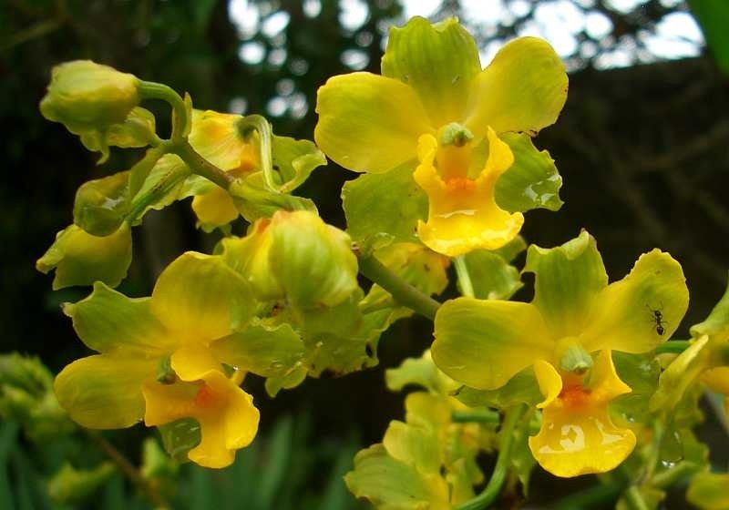Cyrtopodium: orquídea terrestre/rupícola de floração gigante. Aprenda luz, rega, substrato, adubação e repouso para florir com abundância.