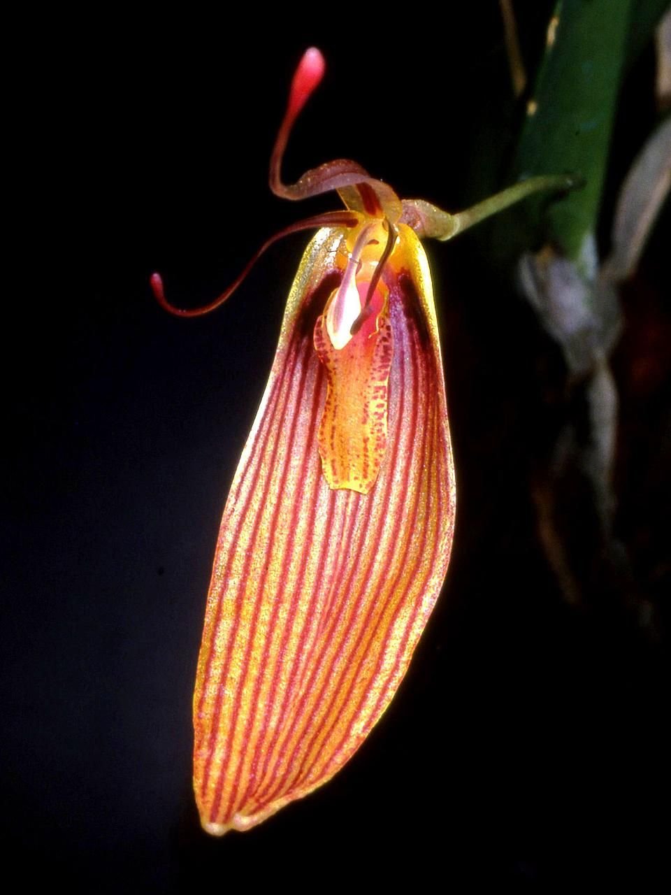 Restrepia para sombra luminosa: luz ideal, rega, umidade, ventilação, substrato, espécies recomendadas e passo a passo para flores frequentes.