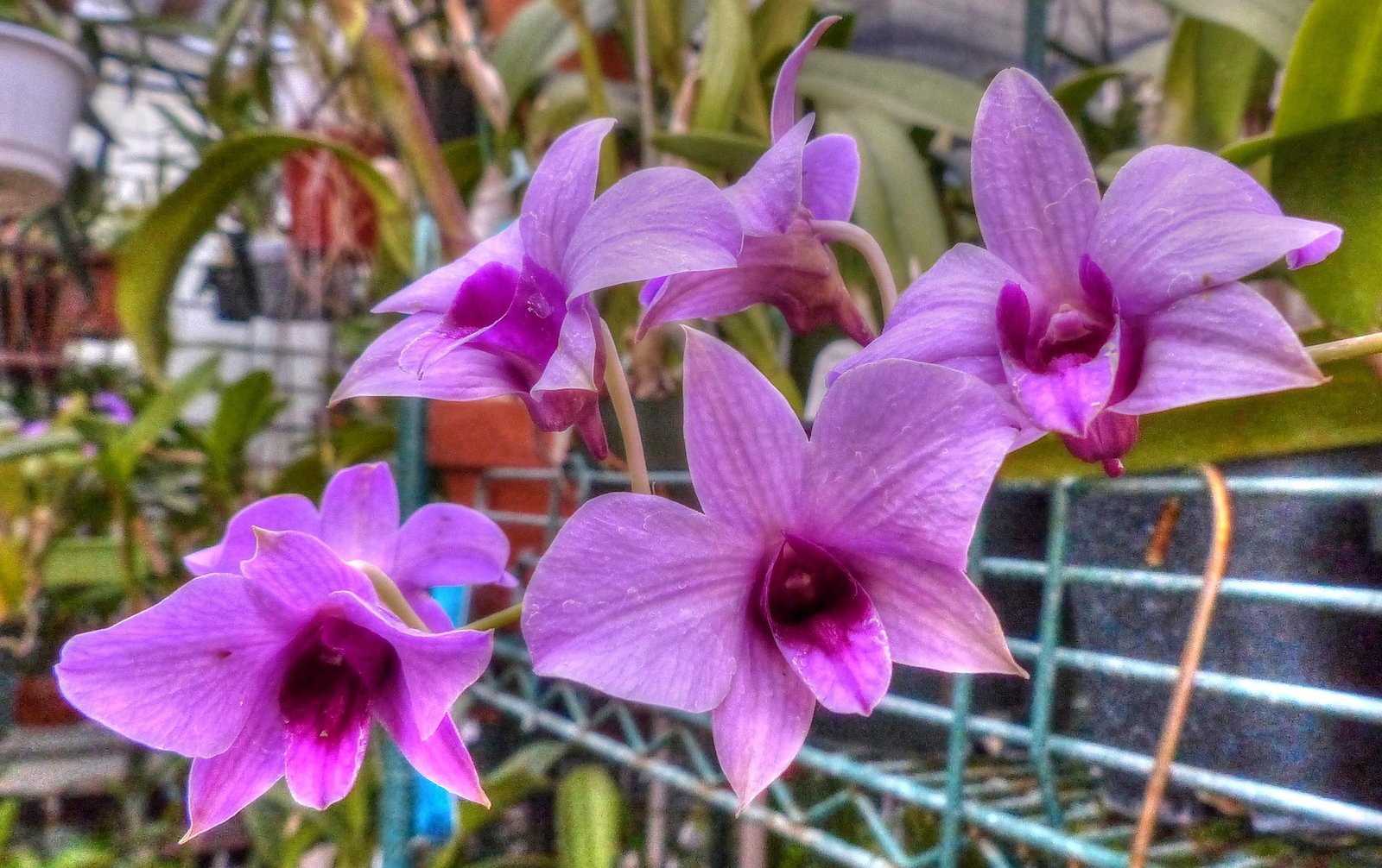 Descubra as melhores orquídeas para varandas quentes e como montar o microclima ideal: luz, rega, vasos, adubação e espécies campeãs para florescer.