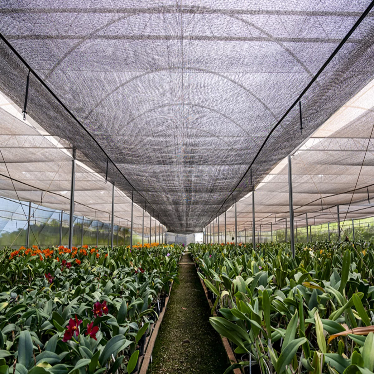 Sombrite e telas: qual usar para suas orquídeas