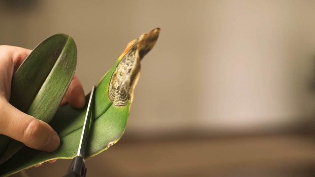 ferramentas para orquídeas