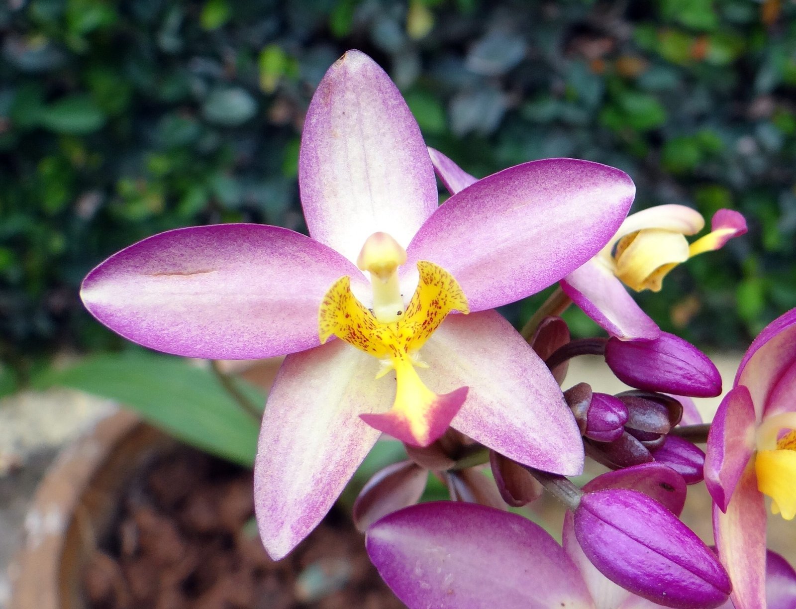 Spathoglottis plicata como cultivar orquideas