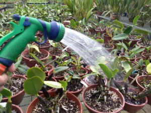 umidade-para-orquideas