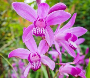 bletilla-striata-como-cultivar-orquideas-2