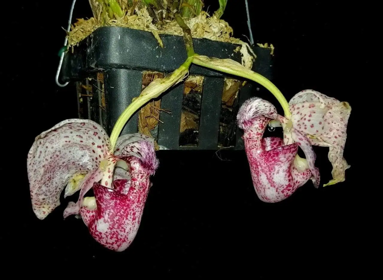 coryanthes-alborosea-como-cultivar-orquideas